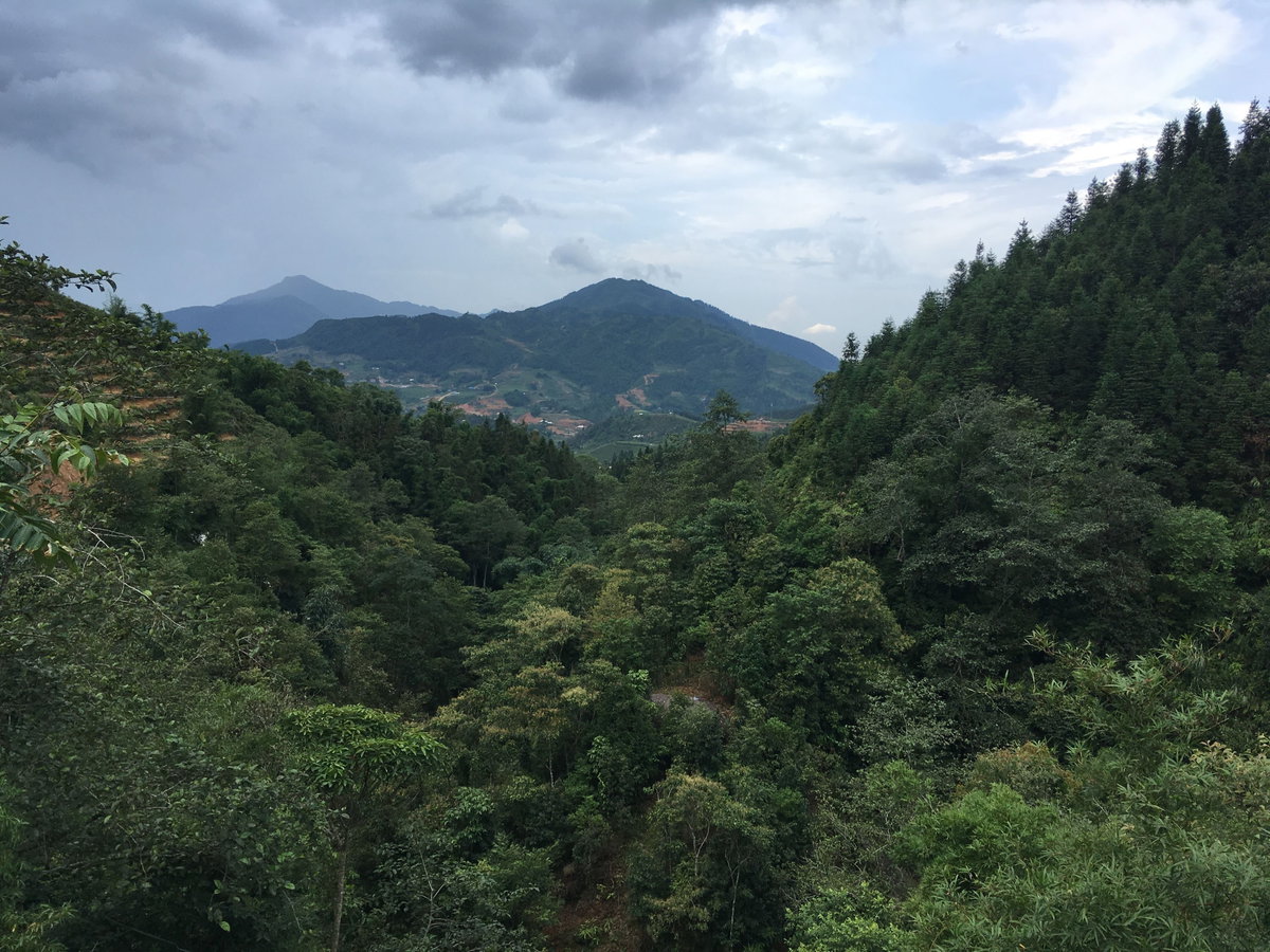 Forest in Sapa, Sa Pa, Vietnam, 2018