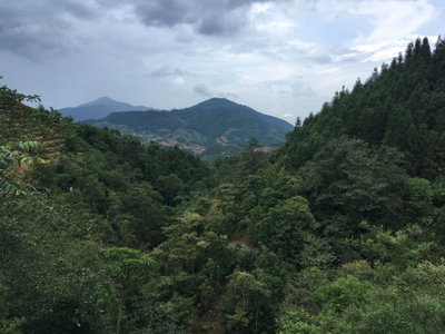 Forest in Sapa, Sa Pa, 2018