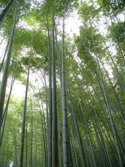 Kyoto, Kyoto, 2004