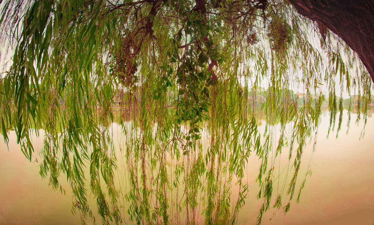 Lake through tree, Hanoi, Vietnam, 2017