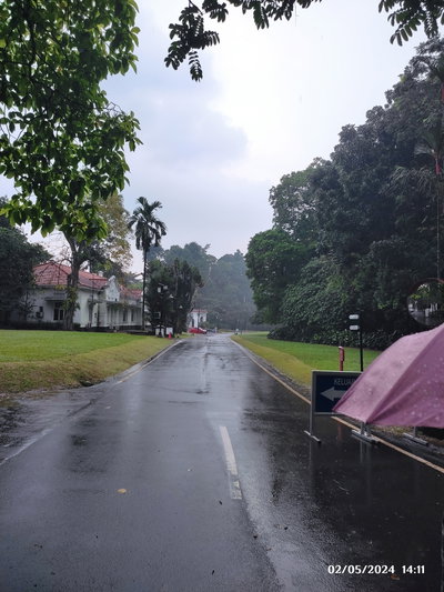 Jalan Kebun Raya Bogor Sesudah Hujan, Bogor, 2024