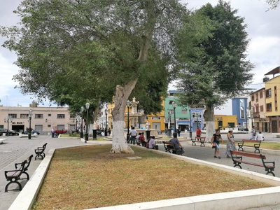 Ficus ubicado en la plazuela El Recreo, Trujillo — photos through time