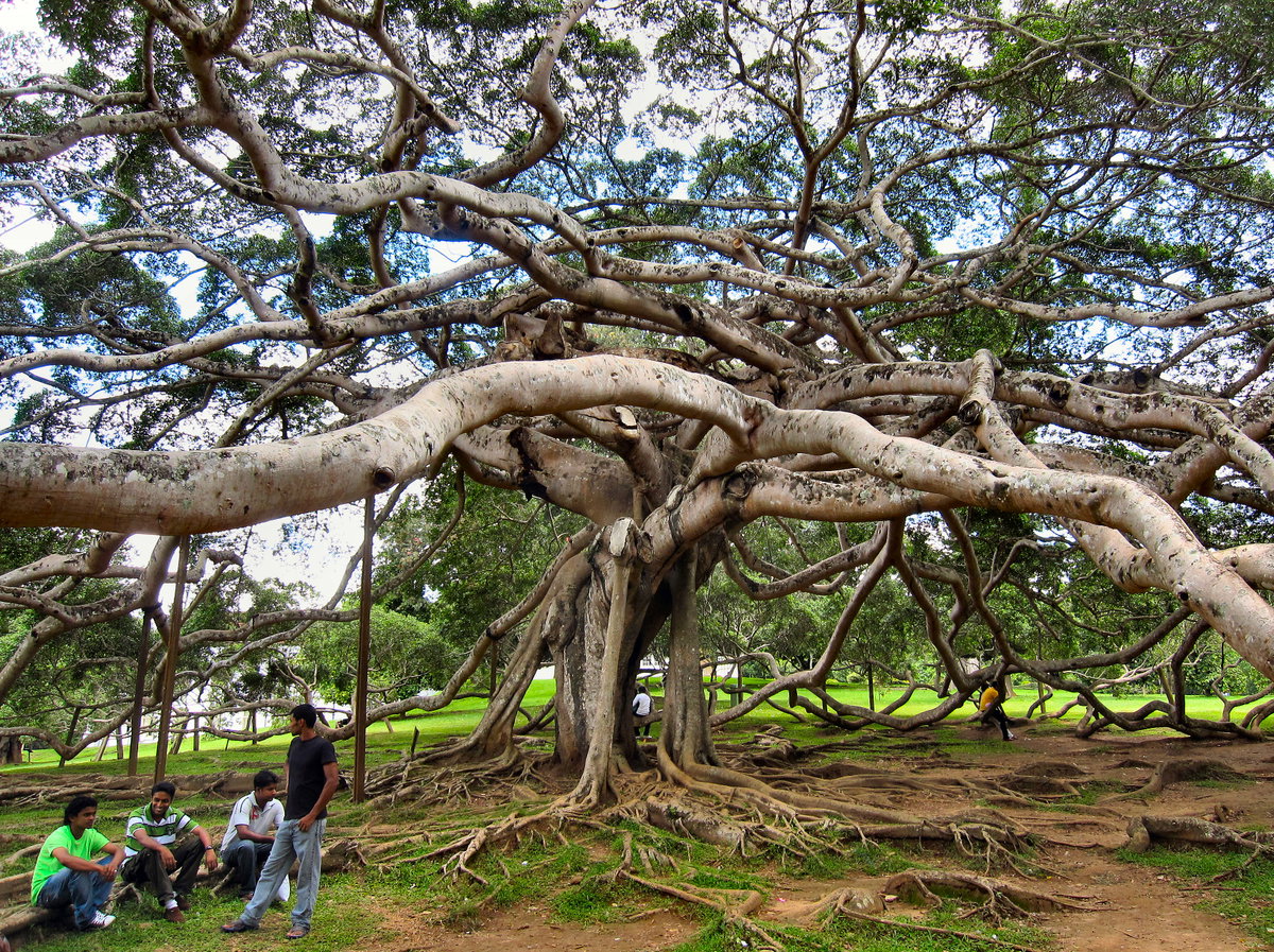 Flickr - ronsaunders47 - THE UGLY TREE. SRI LANKA, Kandy, Sri Lanka, 2010