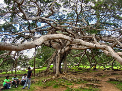 Flickr - ronsaunders47 - THE UGLY TREE. SRI LANKA, Kandy, 2010