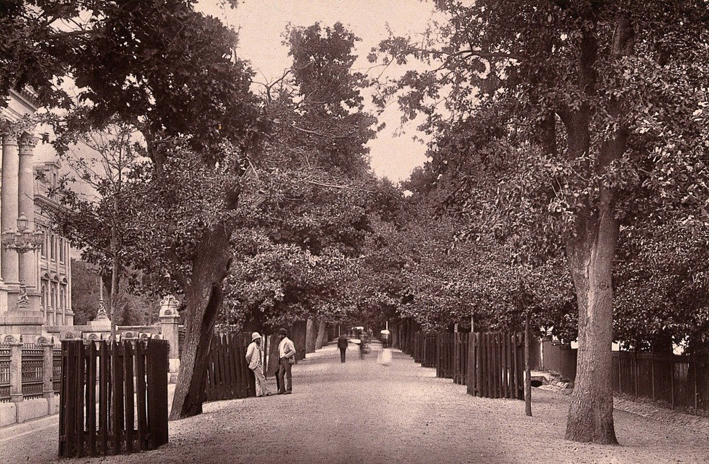 EU: Cape Town, South Africa: Government Avenue. Woodburytype, after a photograph by Robert Harris (1888), Cape Town, South Africa, 1888