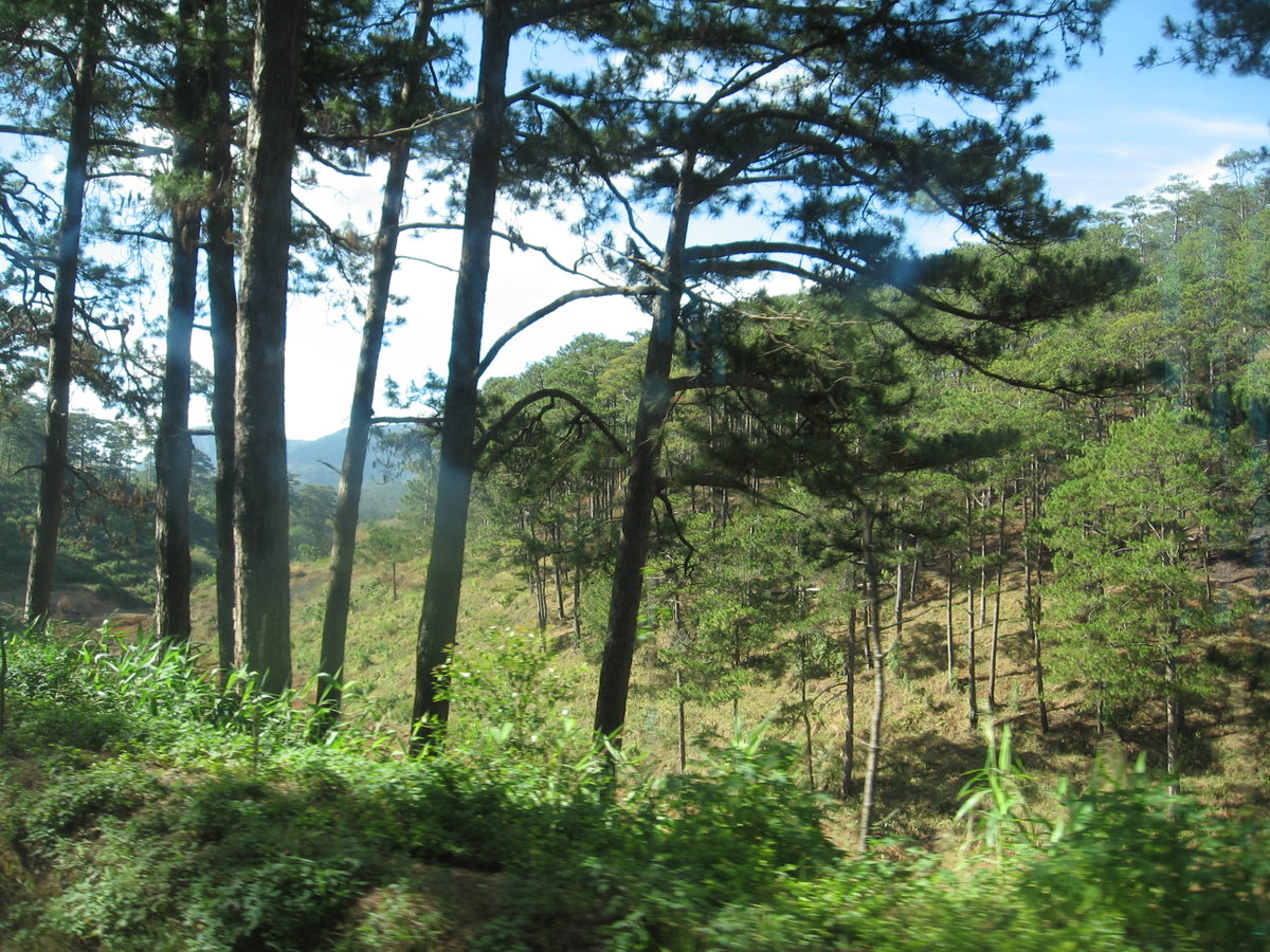 Rừng Thông Đà Lạt, Da Lat, Vietnam, 2011