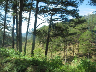 Rừng Thông Đà Lạt, Da Lat, 2011