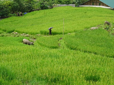 Buffaloes in Tả Van, Sa Pa — photos through time