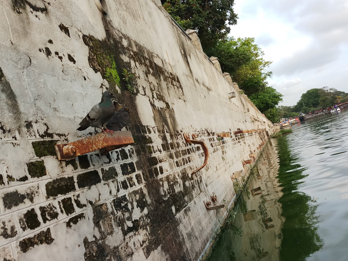 Dove Duo.mobilephoto, Colombo, Sri Lanka, 2018