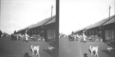 EU: Dog on the street in the township of Nairobi (1927), Nairobi, 1927