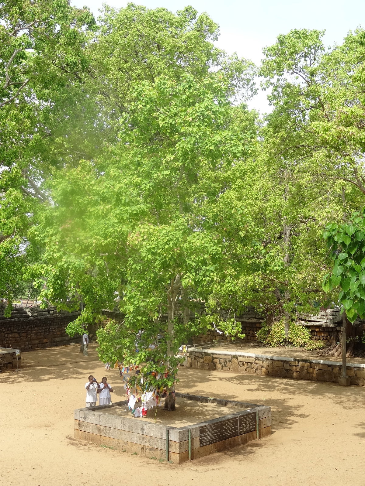 Jaya Sri Maha Bodhi 12, Anuradhapura, Sri Lanka, 2013