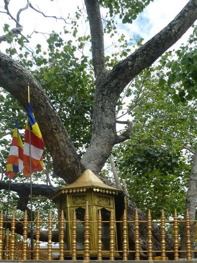 Anuradhapura Bo Tree at Jaya Sri Maha Bodhi, Anuradhapura, 2015