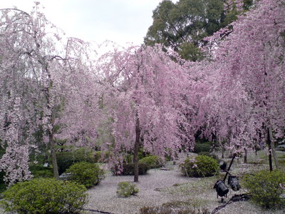 Kyoto Imperial Shrine Cherry Tree, Kyoto, 2008