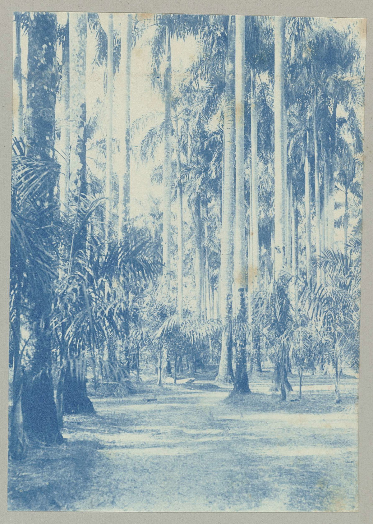 EU: Palmentuin, Paramaribo (1910), Paramaribo, Suriname, 1910