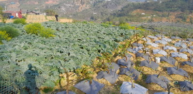 Ham Rong, Ta Phin, QL.4D.Sa Pa, rice fields (18399), Sa Pa, 2025
