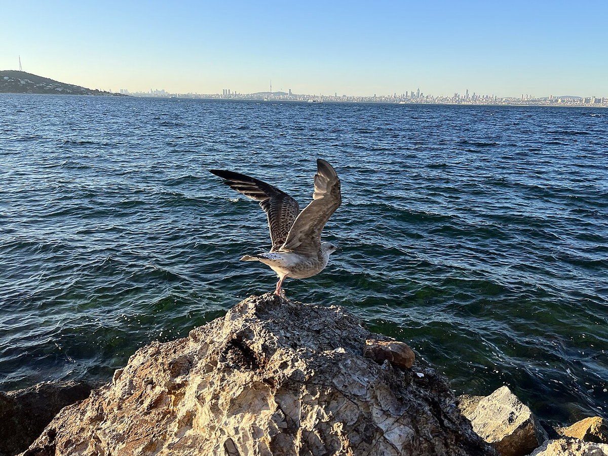 Seagull In Istanbul, Istanbul, Turkey, 2023