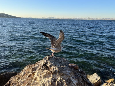 Seagull In Istanbul, Istanbul, 2023