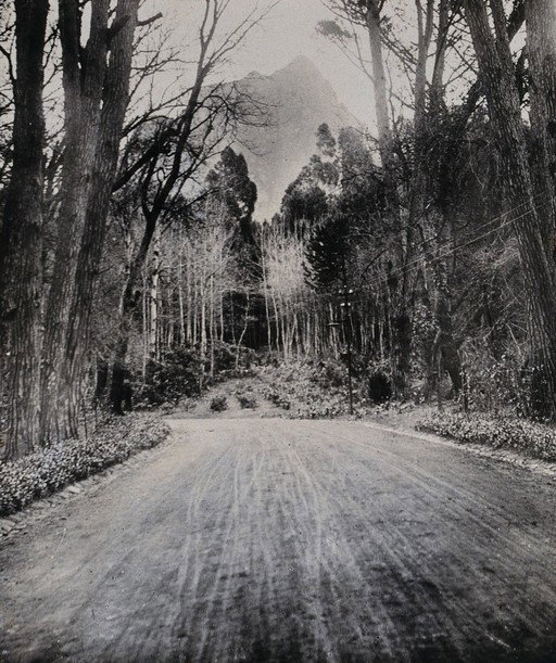 EU: Cape Town, South Africa: a tree-lined road and mountains. Photograph by Dr Tempest Anderson (1905), Cape Town, South Africa, 1905