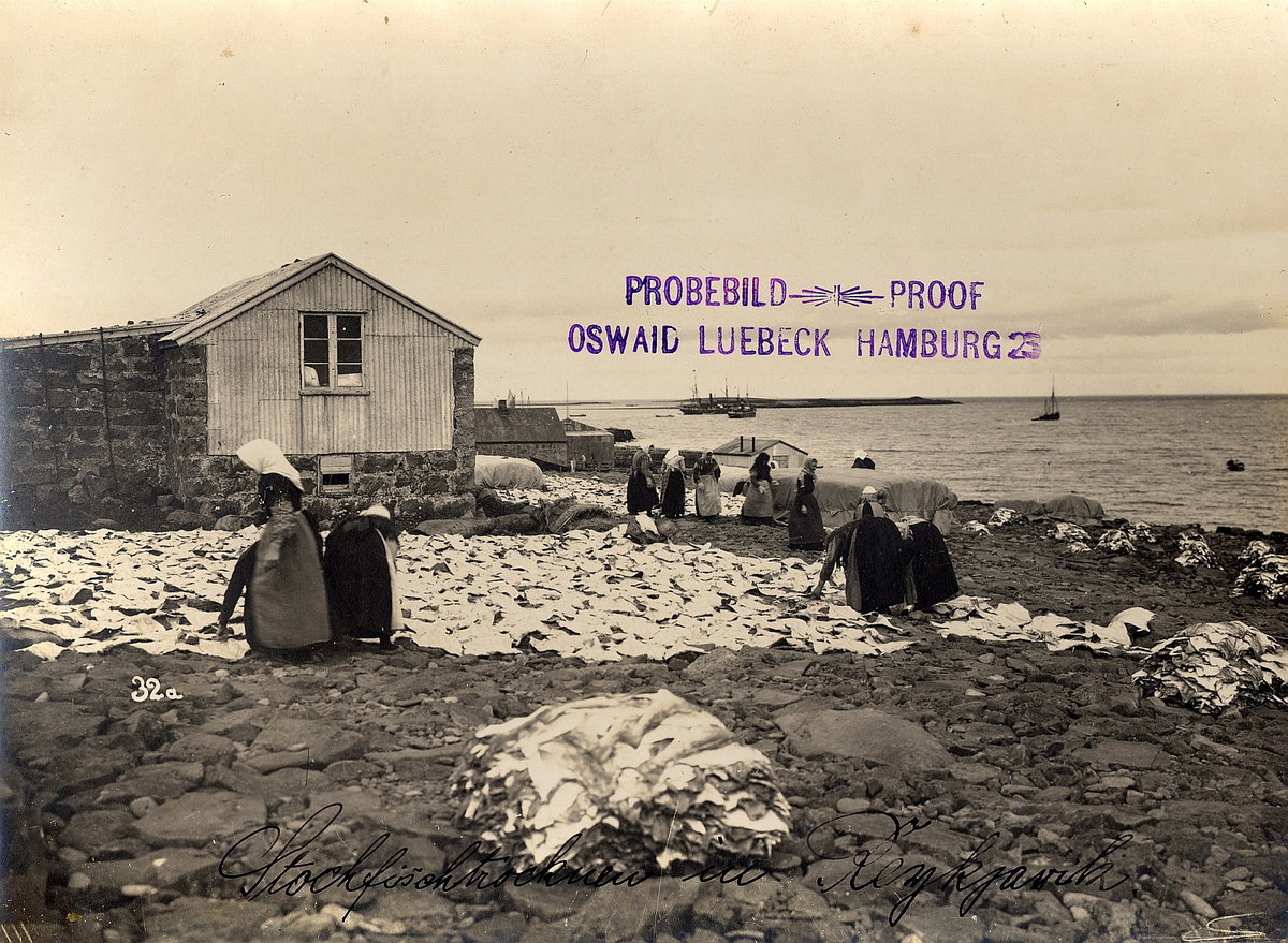 EU: Reykjavik/ Island: Stockfischtrocknen. Einheimische Frauen bei der Arbeit des Stockfischtrocknens in der Bucht von Reykjavik (1917), Reykjavík, Iceland, 1917