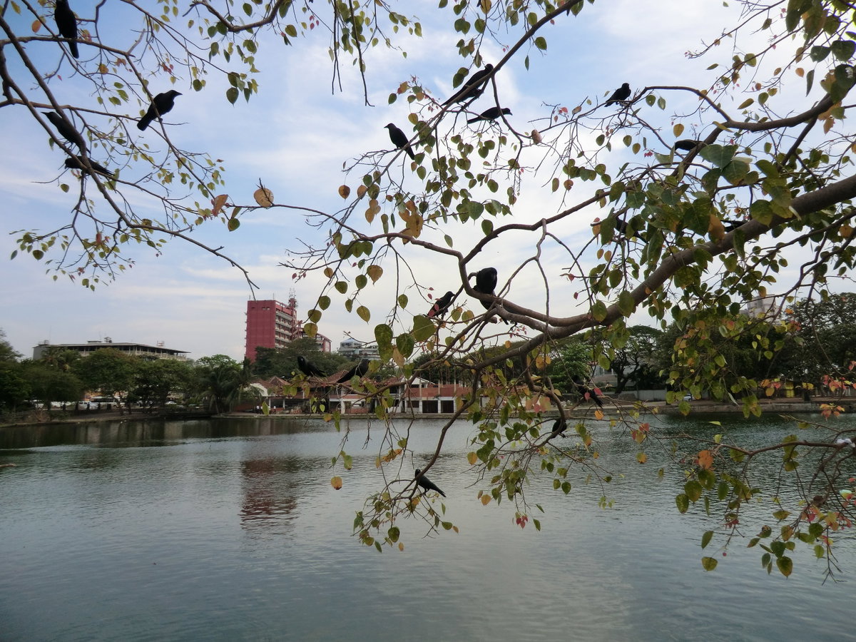 Wekanda, Colombo, Sri Lanka, Colombo, Sri Lanka, 2012