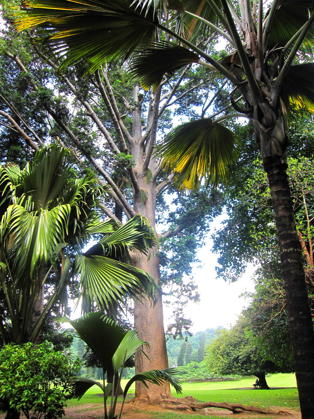 Flickr - ronsaunders47 - SRI LANKAN PALMS. KANDY BOTANICAL GARDENS, Kandy, Sri Lanka, 2010