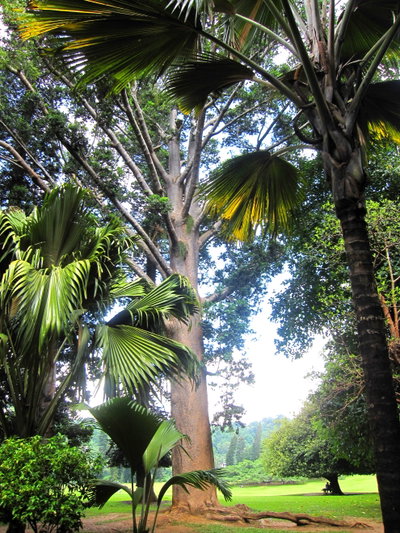 Flickr - ronsaunders47 - SRI LANKAN PALMS. KANDY BOTANICAL GARDENS, Kandy, 2010