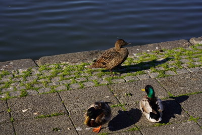 LakeTjornin, Reykjavík, 2019