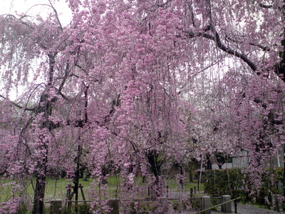 Kyoto Ryoanji Shrine, Kyoto, 2008