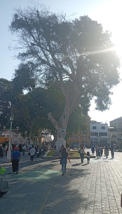 Ficus ubicado en la plazuela El Recreo, Trujillo, 2025