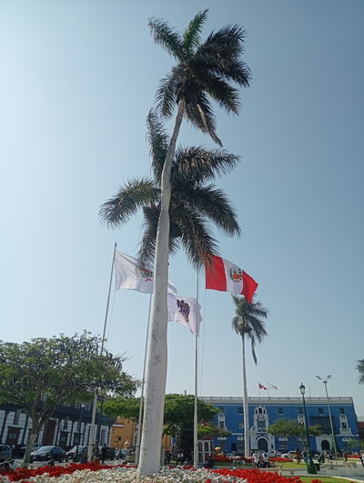Palmera ubicada en la Plaza de Armas de Trujillo 01, Trujillo, 2025