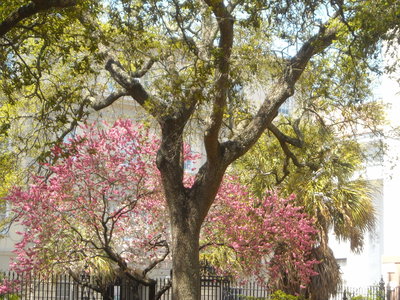 Trees in bloom, Charleston, 2010
