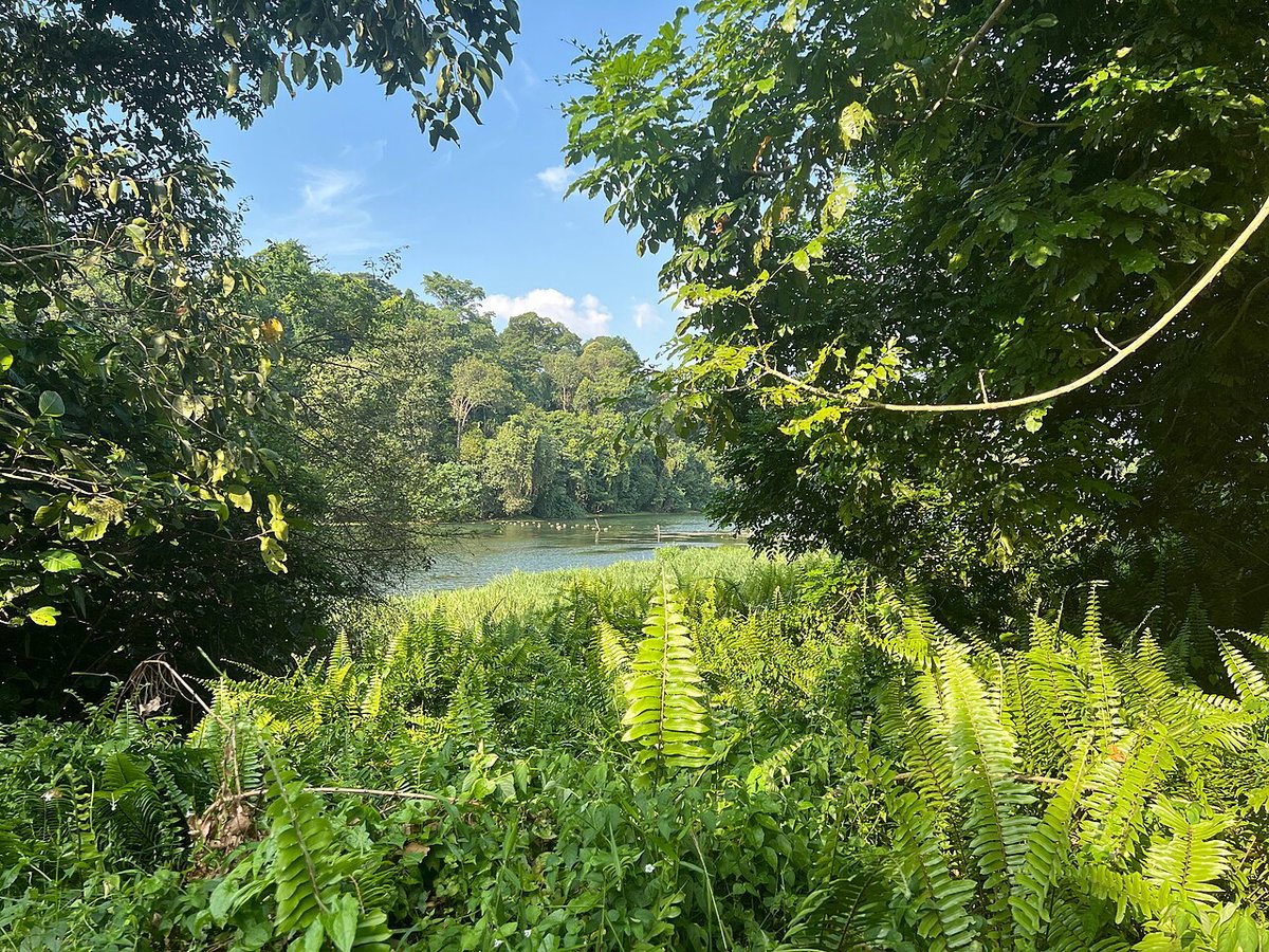 Remains of Divine Bridge leading to Synonan Jinja at MacRitchie Reservoir, Singapore, Singapore, 2022
