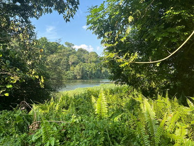 Remains of Divine Bridge leading to Synonan Jinja at MacRitchie Reservoir, Singapore, Singapore, 2022
