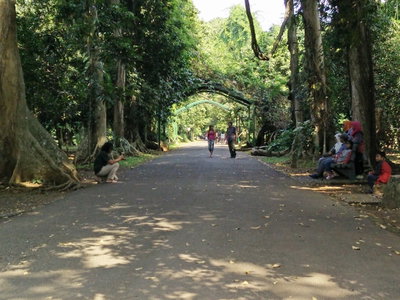 Bogor botanical gardens 2016 23, Bogor — photos through time