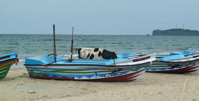 Trinquemalay, retour des pêcheurs au Sri-Lanka, Trincomalee, 2015
