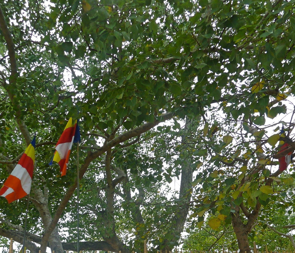 Anuradhapura Bo Tree at Jaya Sri Maha Bodhi, Anuradhapura, Sri Lanka, 2015
