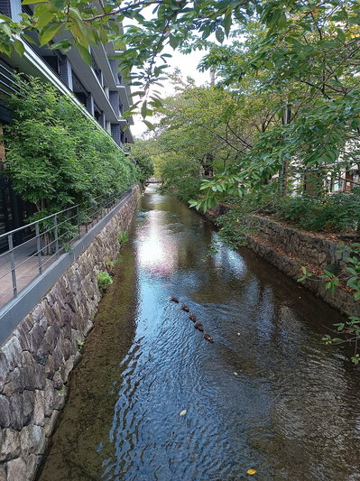 Takase gawa, Kyoto, 2023