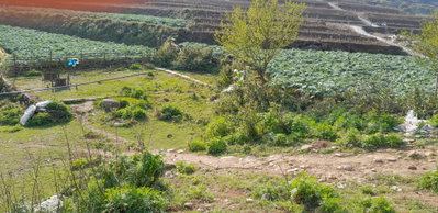 Ham Rong, Ta Phin, QL.4D.Sa Pa, rice fields (69632), Sa Pa, 2025