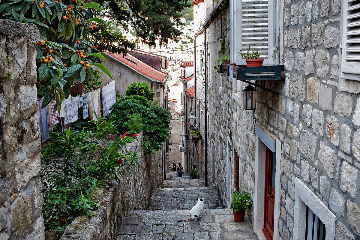 Cat people watching, Dubrovnik, Croatia, 2018