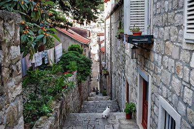 Cat people watching, Dubrovnik, 2018