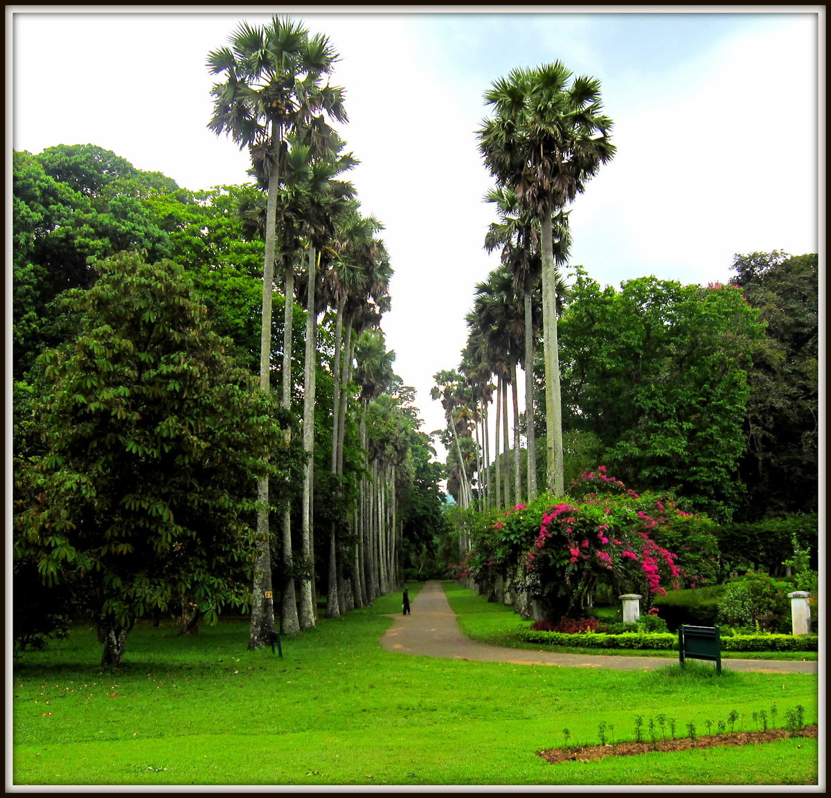 Flickr - ronsaunders47 - THE BOTANICAL GARDENS IN KANDY .SRI LANKA, Kandy, Sri Lanka, 2010