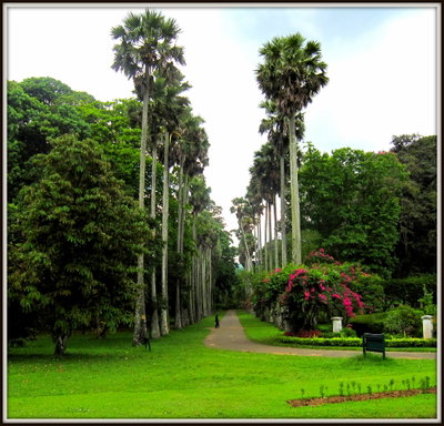 Flickr - ronsaunders47 - THE BOTANICAL GARDENS IN KANDY .SRI LANKA, Kandy, 2010