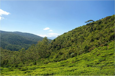 Single Tree Hill Nuwara Eliya, Nuwara Eliya, 2015