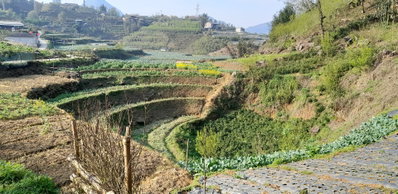 Ham Rong, Ta Phin, QL.4D.Sa Pa, rice fields (47979), Sa Pa, 2025