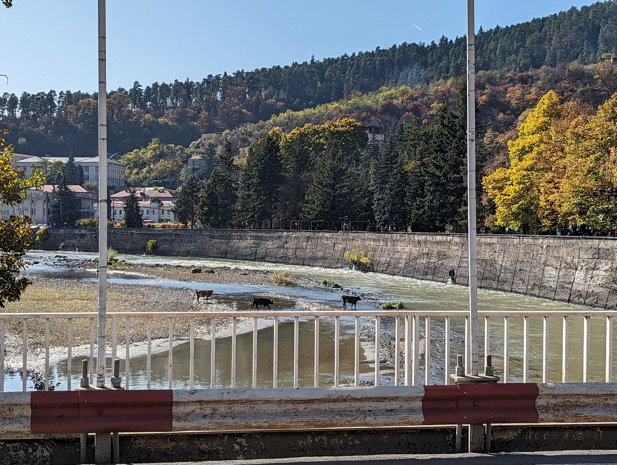 Cows crossing the Kura River from the Bridge of Beauty, Borjomi, Georgia, Borjomi, Georgia, 2023