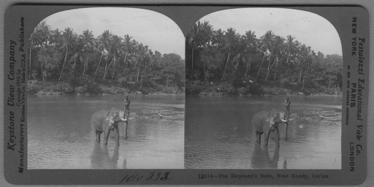 EU: 'Elefant badar i flod, en person står upprätt på betarna. :: :: ''12114 -The Elephant´s bath, Near Kandy, Ceylon .'' :: :: Ingår i serie med fotonr. 315-422.' (1910), Kandy, Sri Lanka, 1910