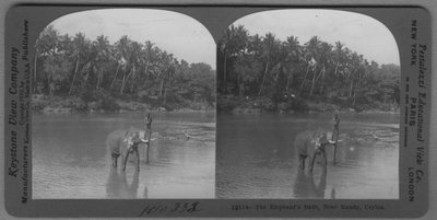 EU: 'Elefant badar i flod, en person står upprätt på betarna. :: :: ''12114 -The Elephant´s bath, Near Kandy, Ceylon .'' :: :: Ingår i serie med fotonr. 315-422.' (1910), Kandy, 1910