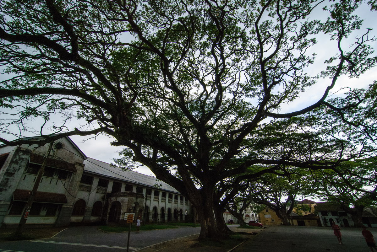 Galle "small" tree, Galle, Sri Lanka, 2012