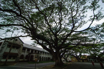 Galle "small" tree, Galle, 2012