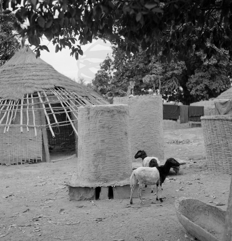 EU: Guiné-Bissau, village with granaries (1957) II, Bissau, Guinea-Bissau, 1957